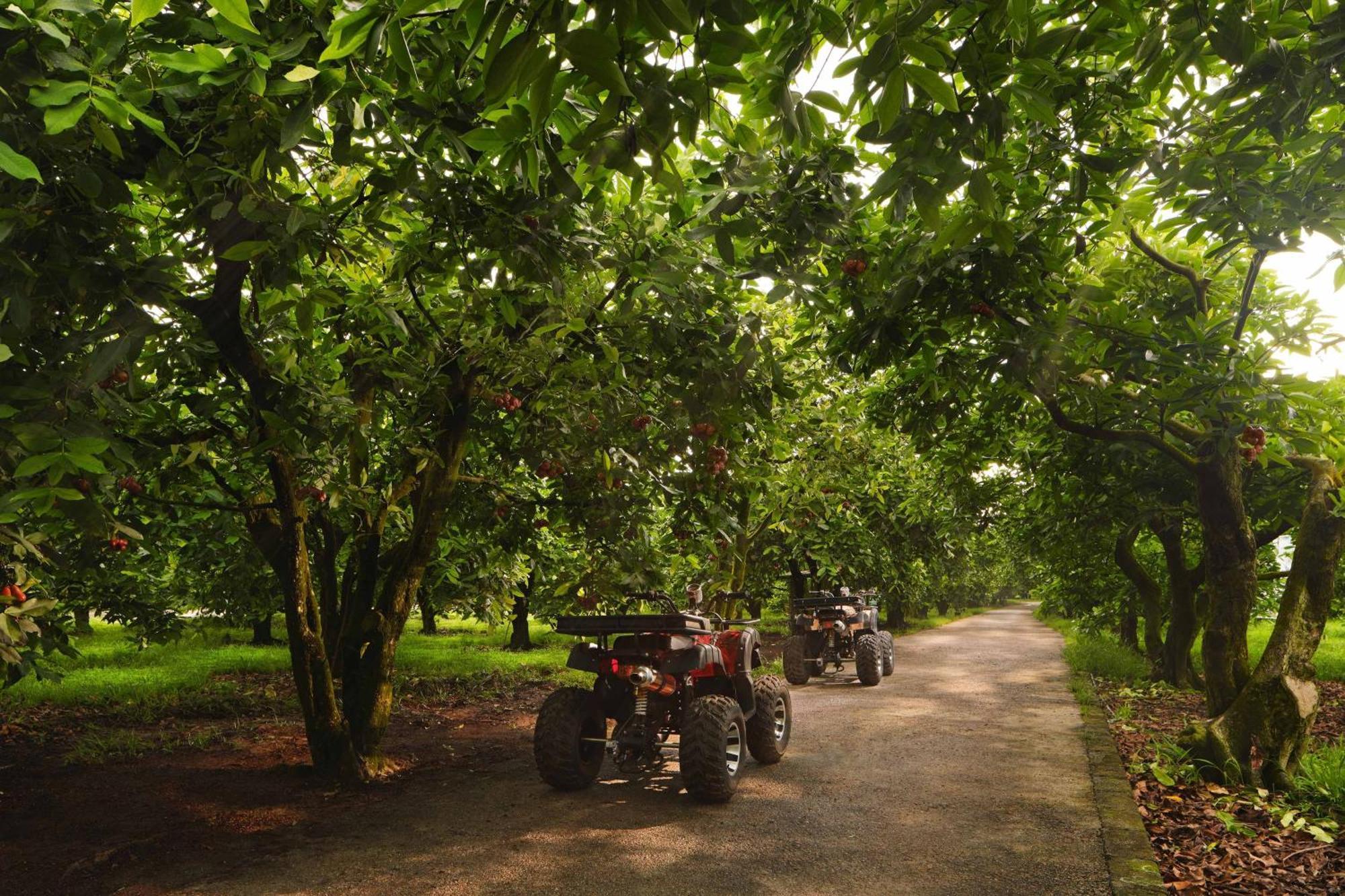더 웨스틴 데사루 코스트 리조트 외부 사진 Chestnut trees in the UK